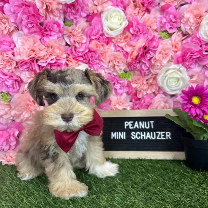 Male Miniature Schnauzer puppy named Peanut for sale at Pet Express Braintree.
