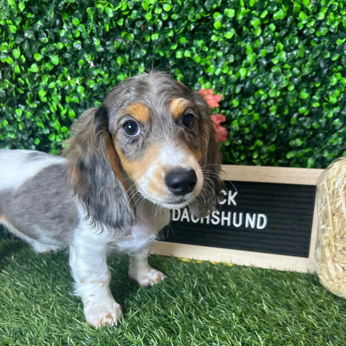 Male Dachshund puppy named Cody for sale at Pet Express Braintree.