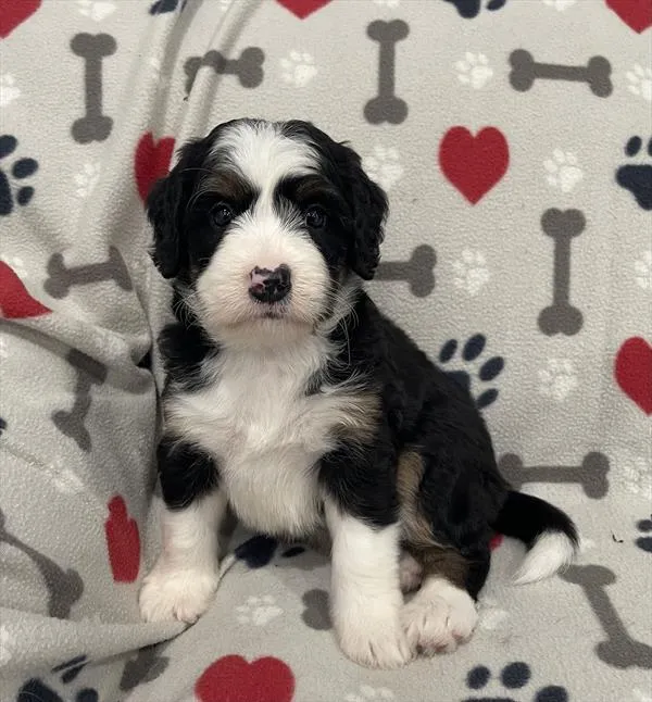 Female Mini Bernedoodle puppy named Penelope for sale at Pet Express Braintree.