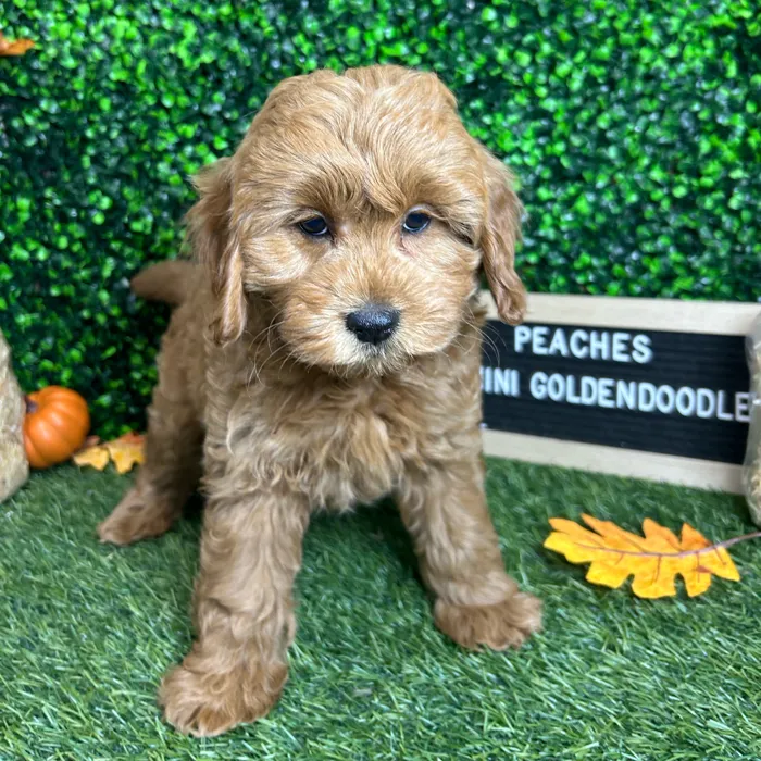 Female Mini Goldendoodle 2Nd Gen puppy named Peaches for sale at Pet Express Braintree.