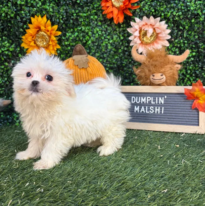 Female Malshi puppy named Dumplin' for sale at Pet Express Saugus.