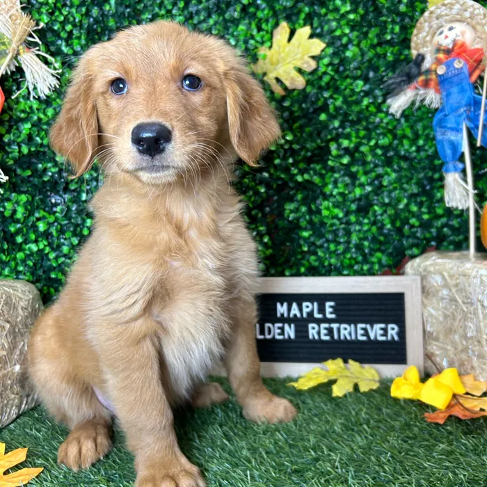 Female Golden Retriever puppy named Maple for sale at Pet Express Braintree.