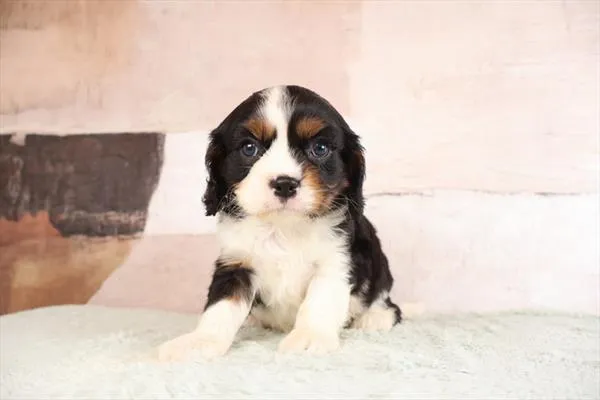 Male Cavalier King Charles Spaniel puppy named Pops for sale at Pet Express Saugus.