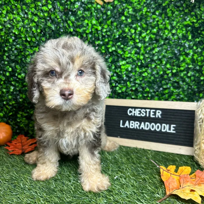 Male Mini Labradoodle 2Nd Gen puppy named Chester for sale at Pet Express Braintree.
