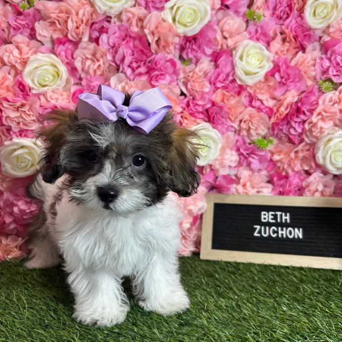 Female Teddy Bear (Zuchon) puppy named Beth for sale at Pet Express Braintree.