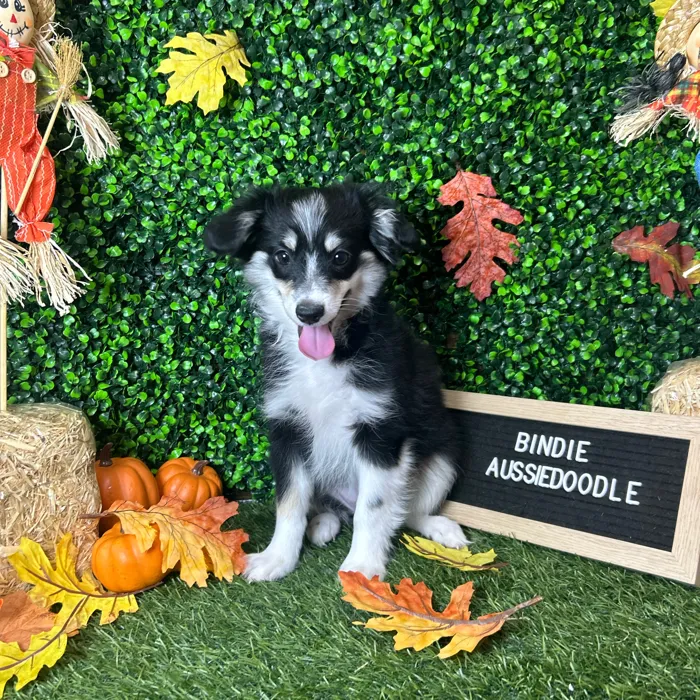 Female Aussiedoodle 2Nd Gen puppy named Bindie for sale at Pet Express Braintree.