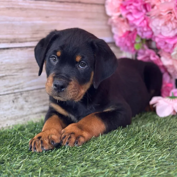 Male Rottweiler puppy named Dean for sale at Pet Express Saugus.