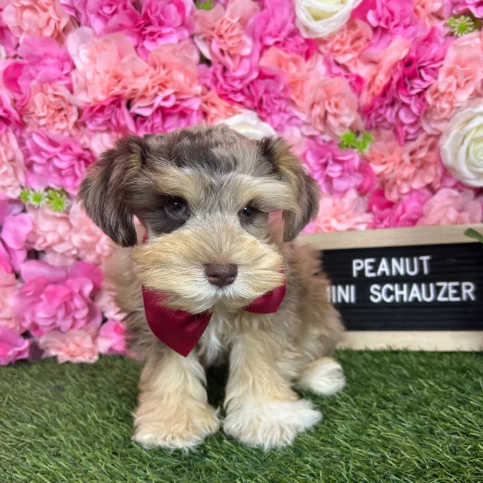 Male Miniature Schnauzer puppy named Peanut for sale at Pet Express Braintree.