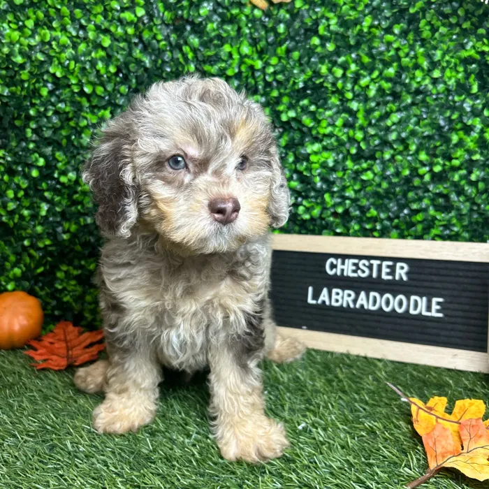 Male Mini Labradoodle 2Nd Gen puppy named Chester for sale at Pet Express Braintree.