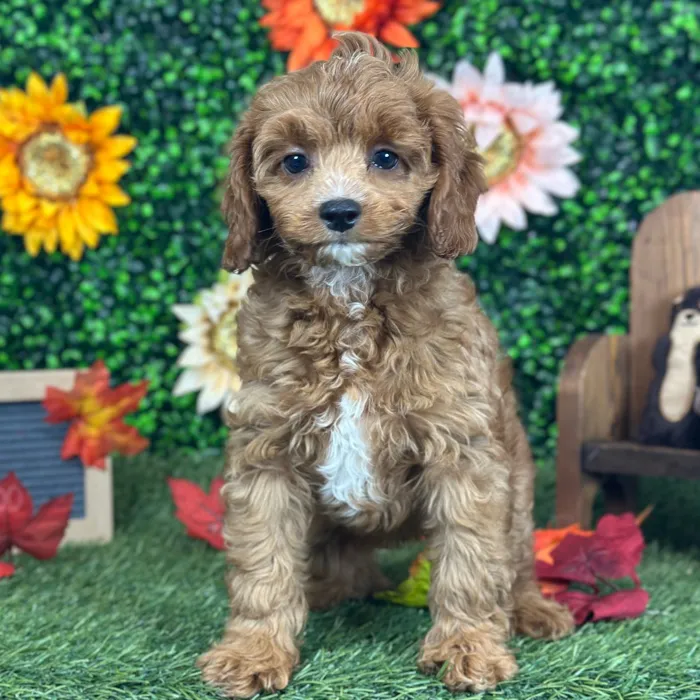 Female Cavapoo 2Nd Gen puppy named Nonna for sale at Pet Express Saugus.