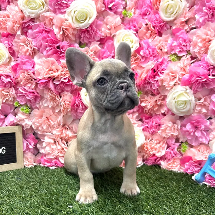 Male French Bulldog puppy named Bentley for sale at Pet Express Braintree.