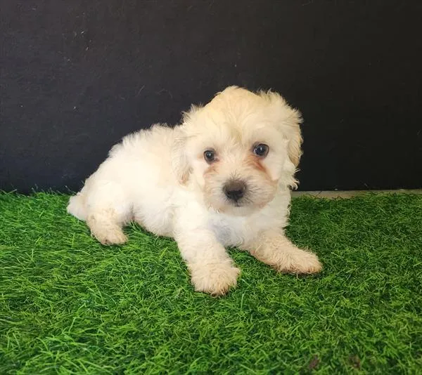 Male Cavachon puppy named Herm for sale at Pet Express Saugus.