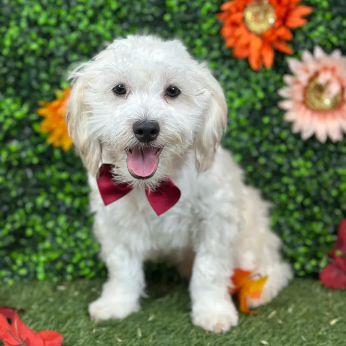 Male Shih-Poo puppy named Bobby for sale at Pet Express Saugus.
