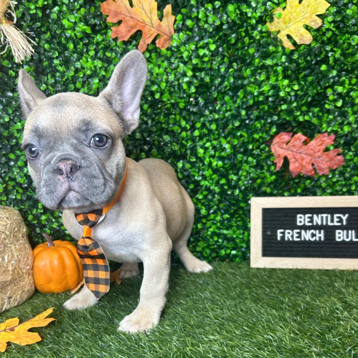 Male French Bulldog puppy named Bentley for sale at Pet Express Braintree.