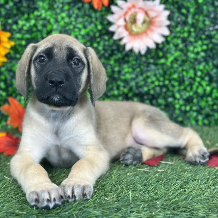 Male English Mastiff puppy named Phill for sale at Pet Express Saugus.