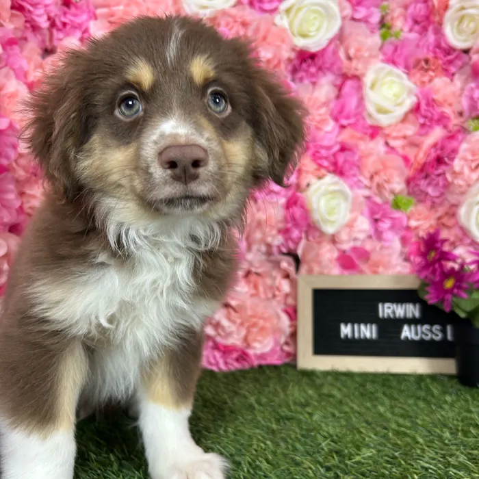 Male Miniature Australian Shepherd puppy named Irwin for sale at Pet Express Braintree.