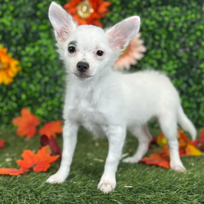 Male Chihuahua puppy named Mel for sale at Pet Express Saugus.