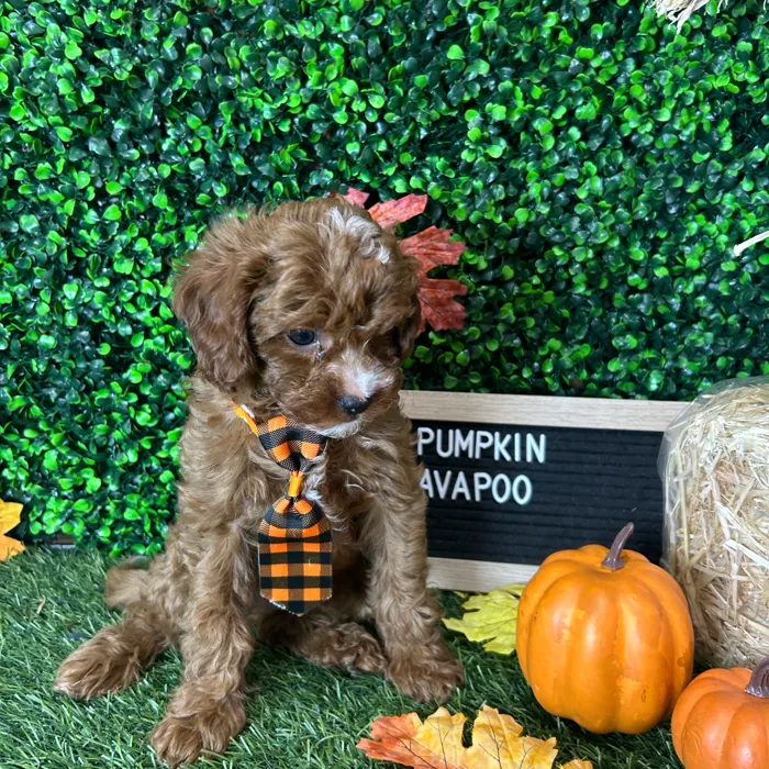 Male Cavapoo 2Nd Gen puppy named Pumpkin for sale at Pet Express Braintree.