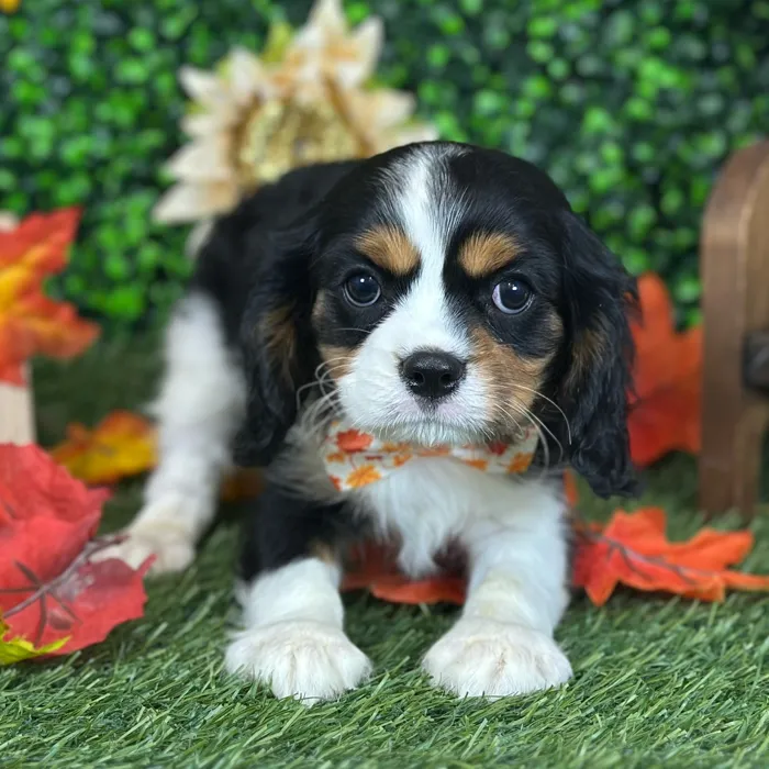 Male Cavalier King Charles Spaniel puppy named Pops for sale at Pet Express Saugus.