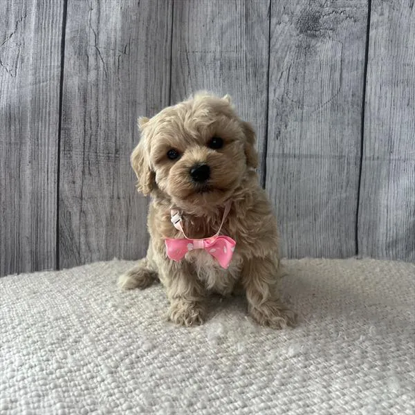 Female Havapoo puppy named Cardi for sale at Pet Express Braintree.