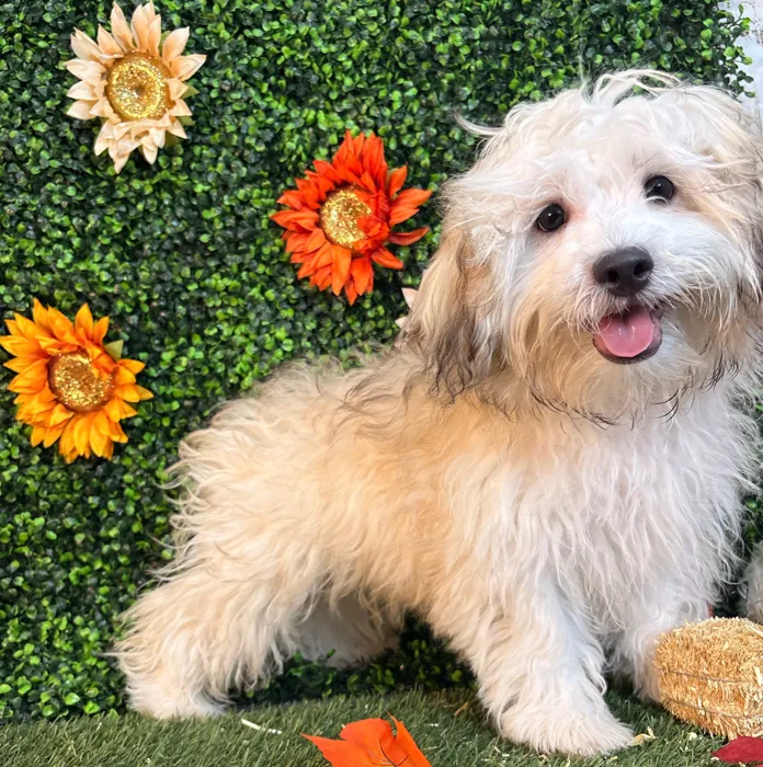 Male Shih-Poo puppy named Bobby for sale at Pet Express Saugus.