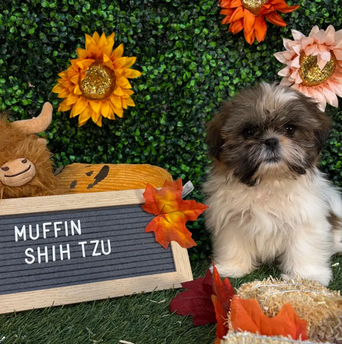Female Shih Tzu puppy named Mini Muffin for sale at Pet Express Saugus.