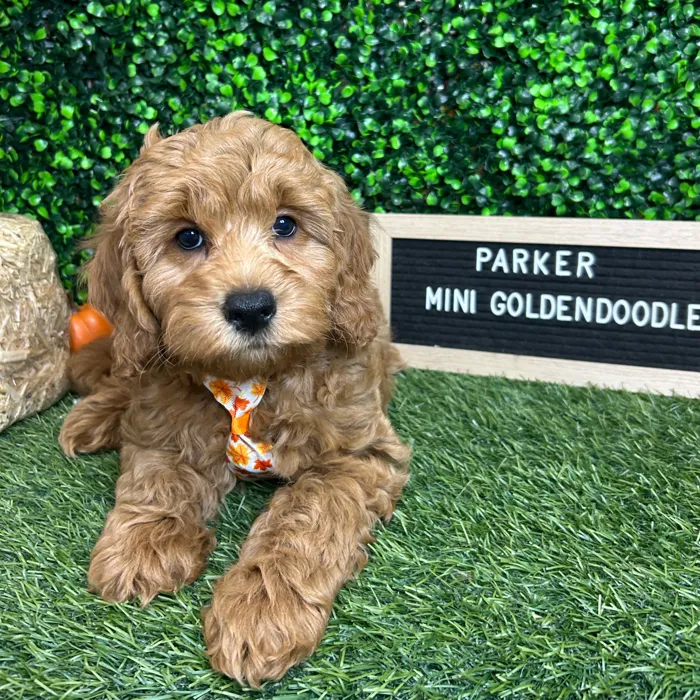 Male Mini Goldendoodle 2Nd Gen puppy named Parker for sale at Pet Express Braintree.