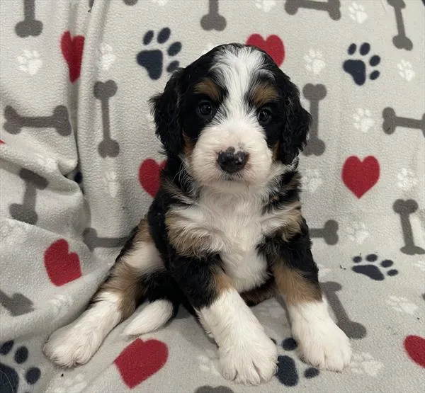 Male Mini Bernedoodle puppy named Mickey for sale at Pet Express Saugus.