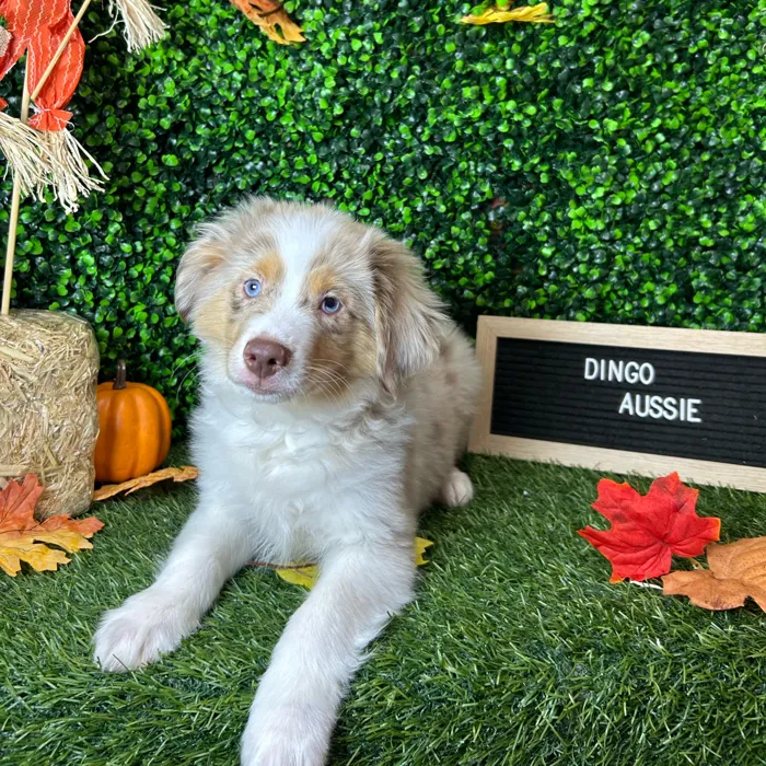 Male Miniature Australian Shepherd puppy named Dingo for sale at Pet Express Braintree.
