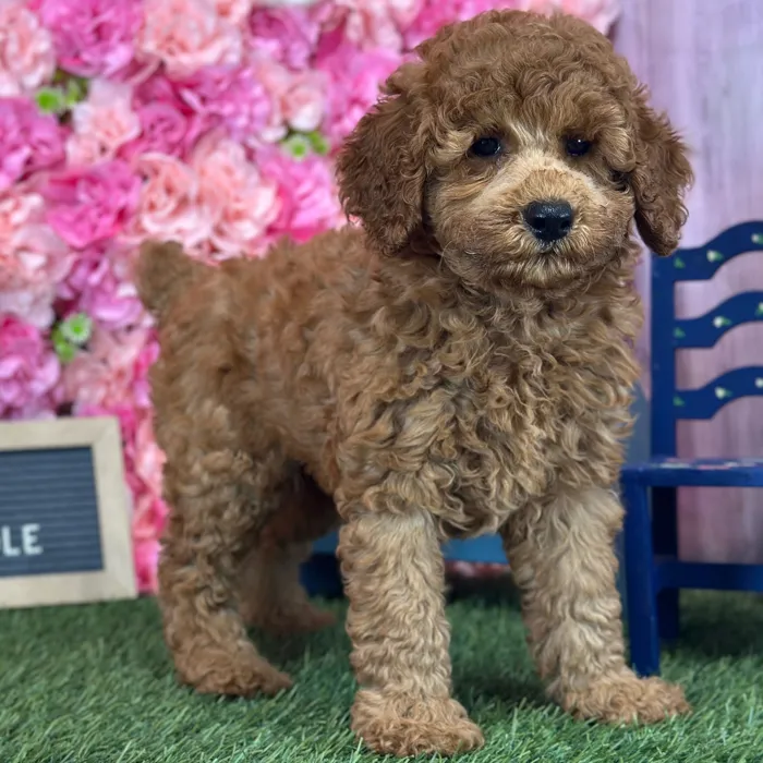 Female Poodle Moyen (Medium) puppy named Cherry for sale at Pet Express Saugus.