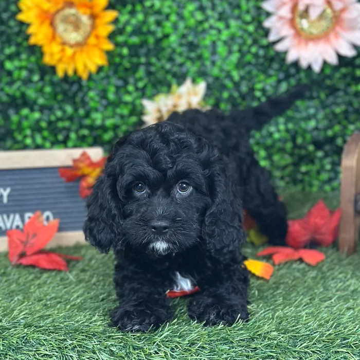 Male Cavapoo puppy named Pappy for sale at Pet Express Saugus.