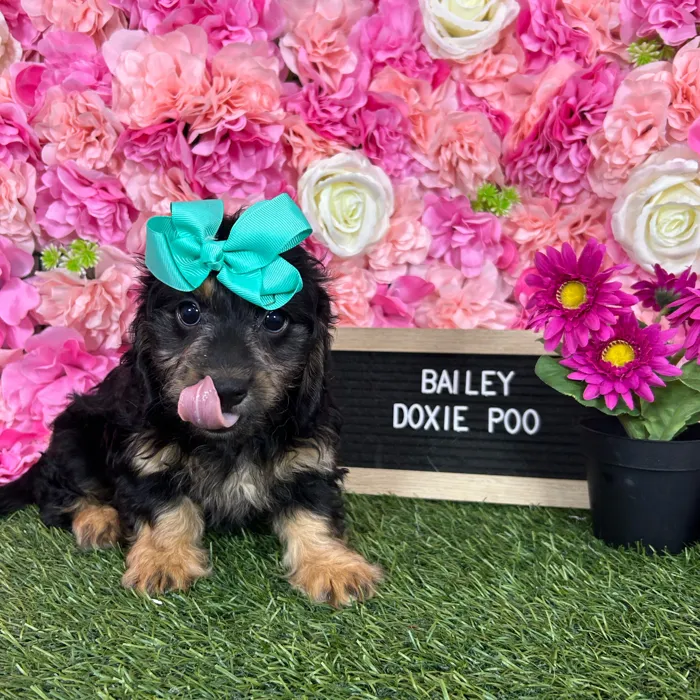 Female Doxie-Poo puppy named Bailey for sale at Pet Express Braintree.