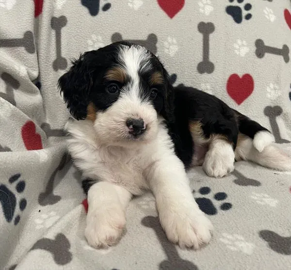 Male Mini Bernedoodle puppy named Patches for sale at Pet Express Braintree.