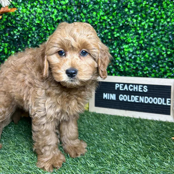 Female Mini Goldendoodle 2Nd Gen puppy named Peaches for sale at Pet Express Braintree.