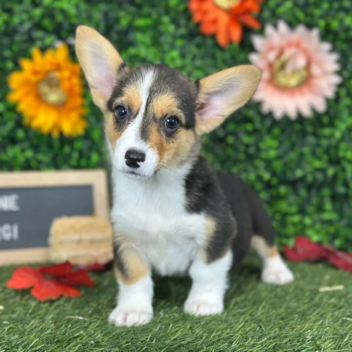 Female Pembroke Welsh Corgi puppy named Connie for sale at Pet Express Saugus.
