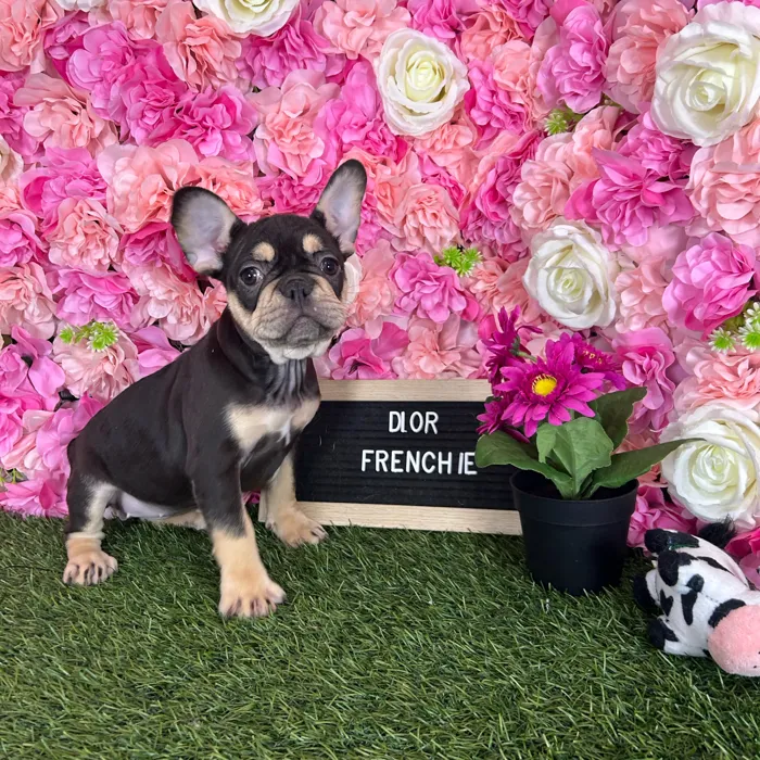 Female French Bulldog puppy named Dior for sale at Pet Express Braintree.