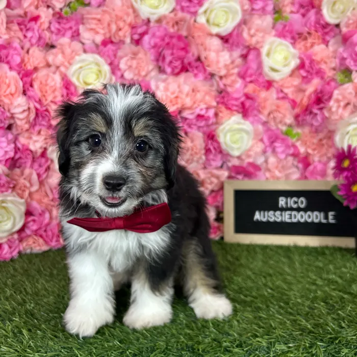 Male Aussiedoodle 2Nd Gen puppy named Rico for sale at Pet Express Braintree.