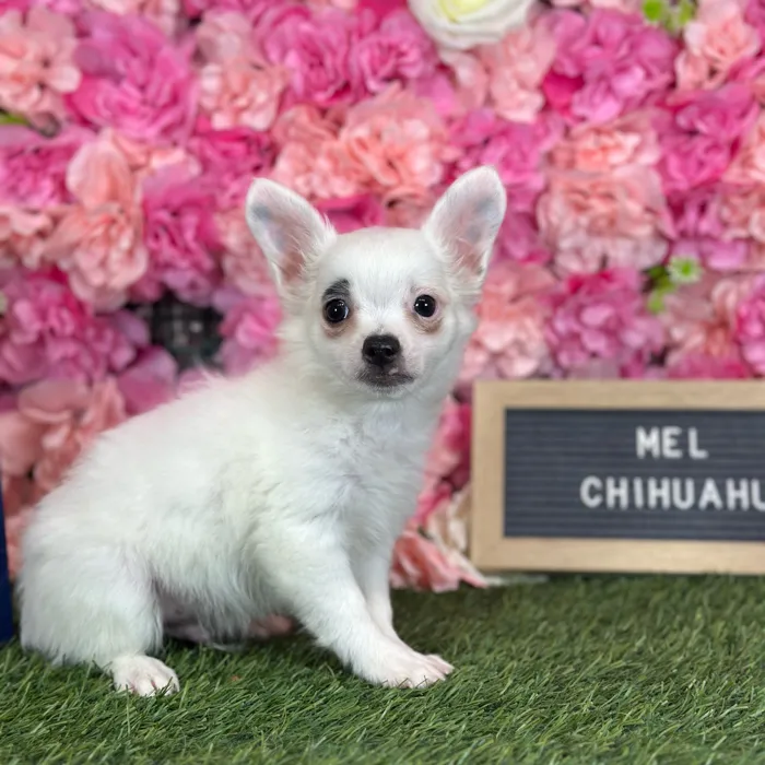 Male Chihuahua puppy named Mel for sale at Pet Express Saugus.