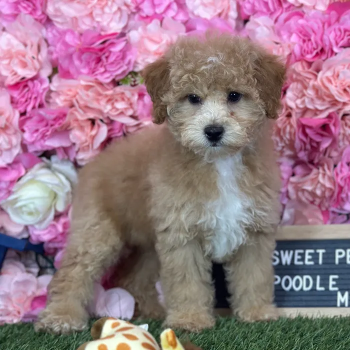 Female Poodle (Mini) puppy named Sweet Pea for sale at Pet Express Saugus.