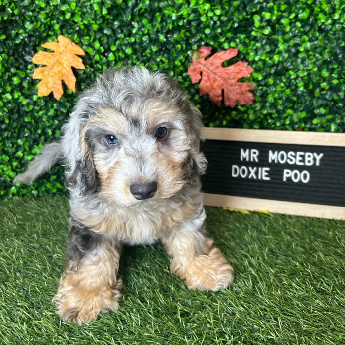 Male Doxie-Poo puppy named Mr Moseby for sale at Pet Express Braintree.