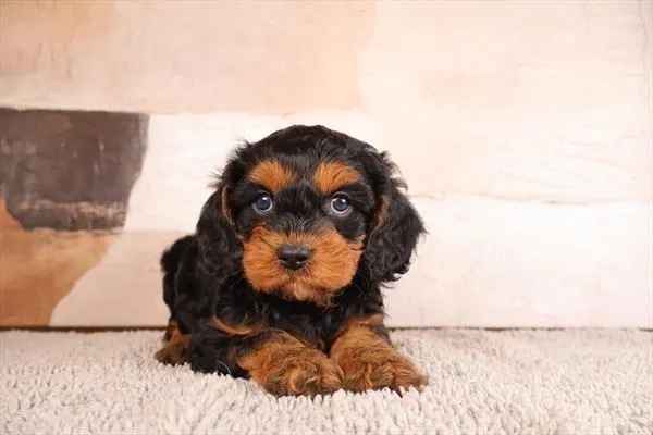 Male Cavapoo puppy named Freddy for sale at Pet Express Braintree.