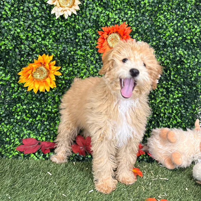 Female Poodle (Mini) puppy named Sweet Pea for sale at Pet Express Saugus.