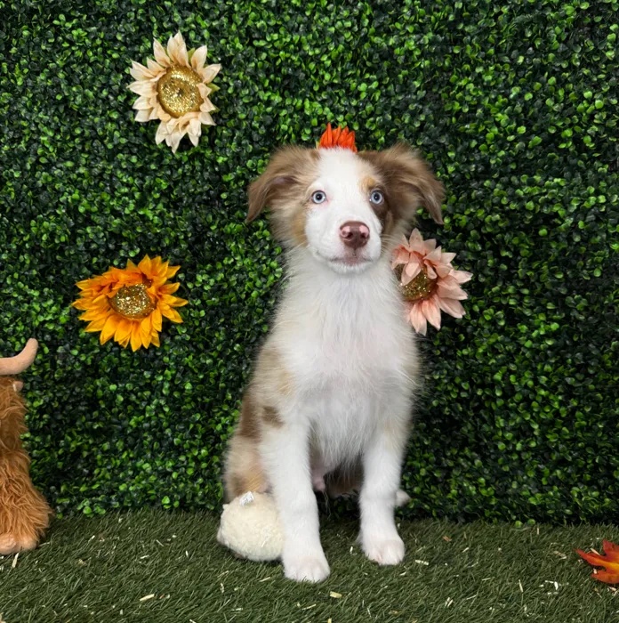 Male Miniature Australian Shepherd puppy named Rolo for sale at Pet Express Saugus.