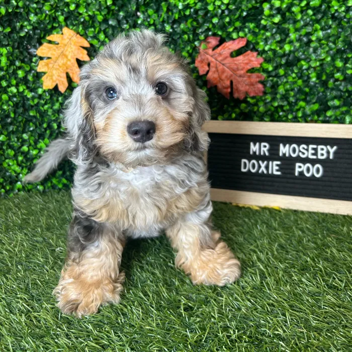 Male Doxie-Poo puppy named Mr Moseby for sale at Pet Express Braintree.