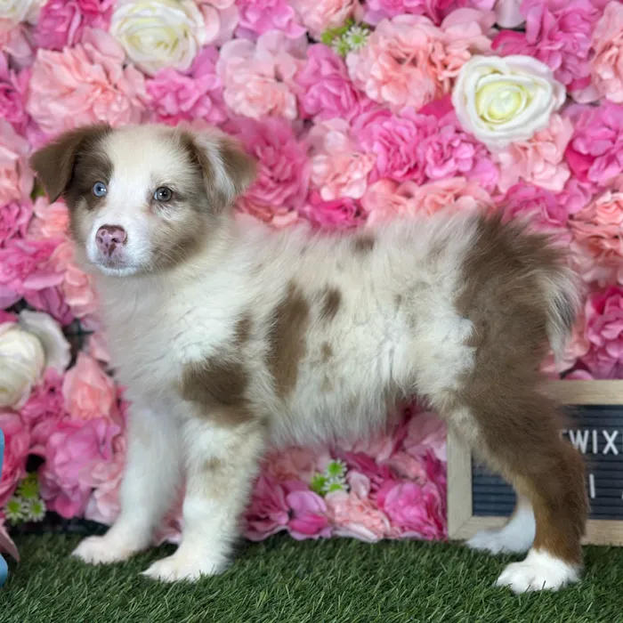 Female Miniature Australian Shepherd puppy named Twixie for sale at Pet Express Saugus.