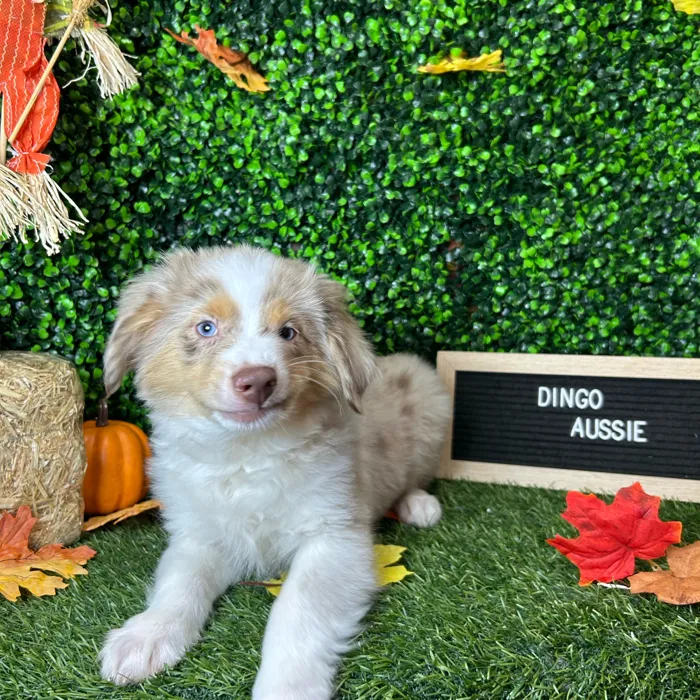 Male Miniature Australian Shepherd puppy named Dingo for sale at Pet Express Braintree.
