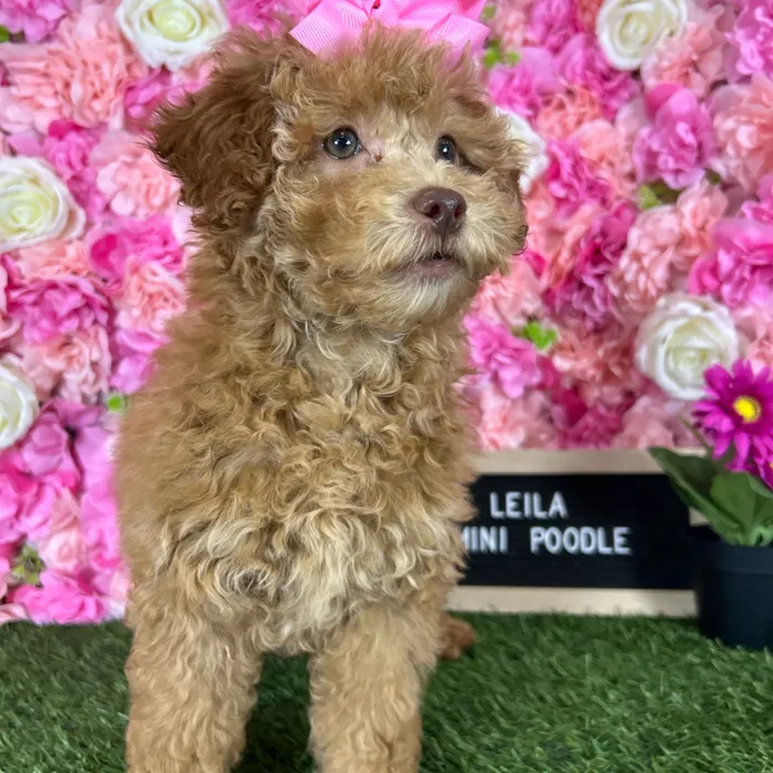 Female Poodle (Mini) puppy named Leila for sale at Pet Express Braintree.