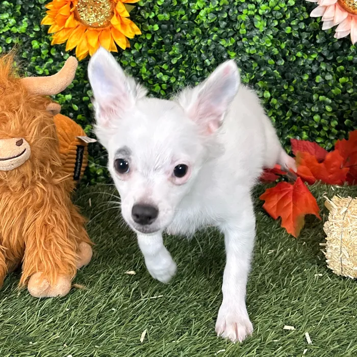 Male Chihuahua puppy named Mel for sale at Pet Express Saugus.