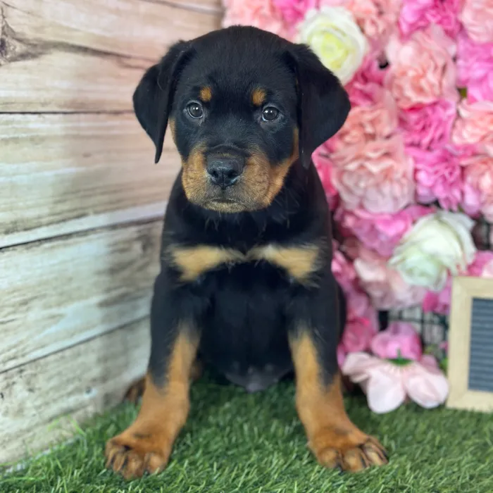 Male Rottweiler puppy named Dean for sale at Pet Express Saugus.