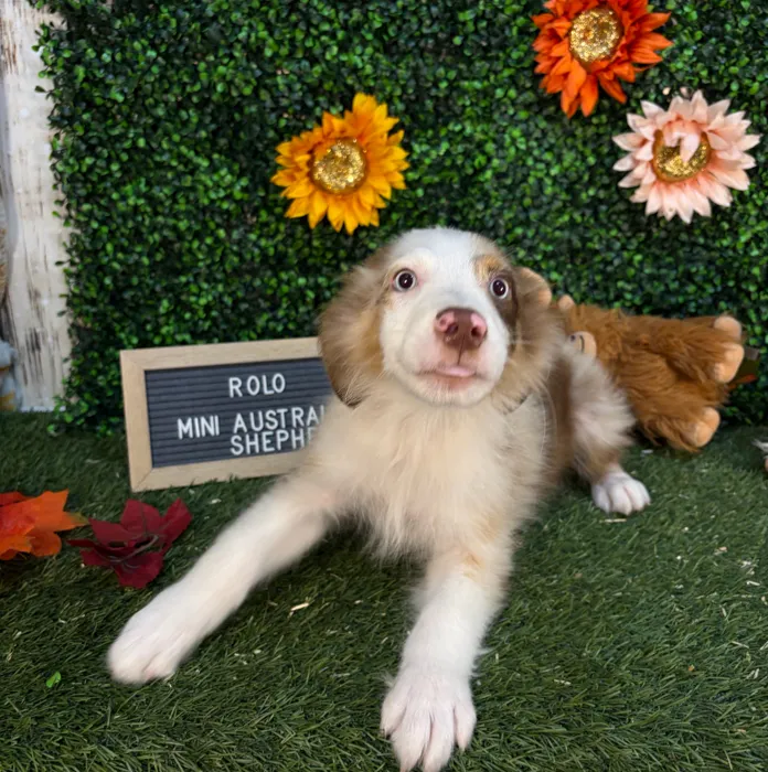 Male Miniature Australian Shepherd puppy named Rolo for sale at Pet Express Saugus.
